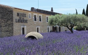 MUSEE DE LA LAVANDE